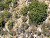 Paraglider rescued by helicopter after crash in remote terrain