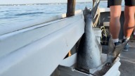 URI marine biology crew sheds light on what sharks really eat