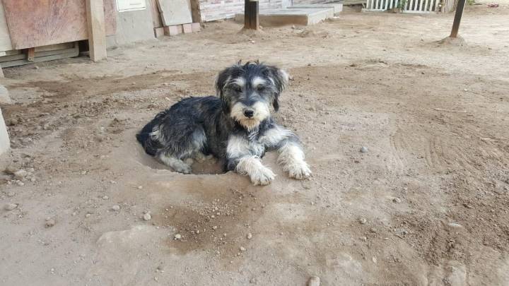 Día Mundial del Perro Adoptado se celebra este 23 de septiembre