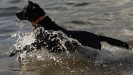 Los nuevos medicamentos alargarán la vida de los perros
