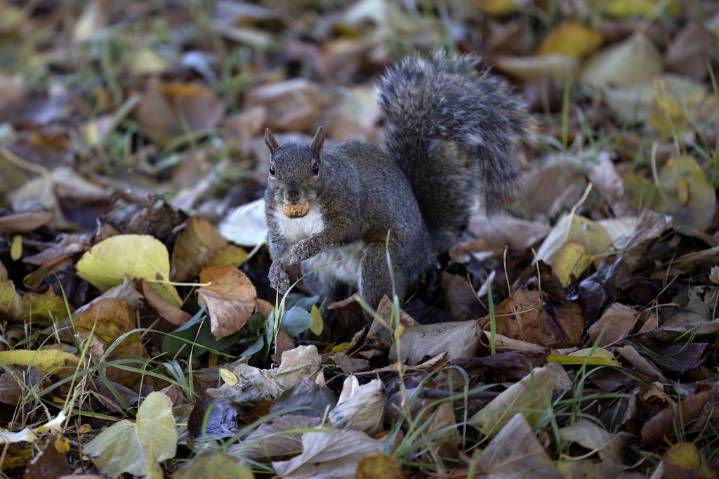 Aggressive squirrel sent at least 2 people to an ER in California