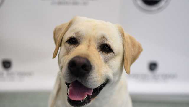 Greater Cincinnati organization caring for animals in times of need for owners