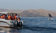 Últimas semanas para el avistamiento de ballenas en el norte