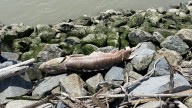 B.C. First Nation investigates sturgeon deaths, with plan to track drifting carcasses