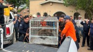 Oso Rescatado en Agua Prieta, Sonora Proviene de Estados Unidos; Esto se Sabe