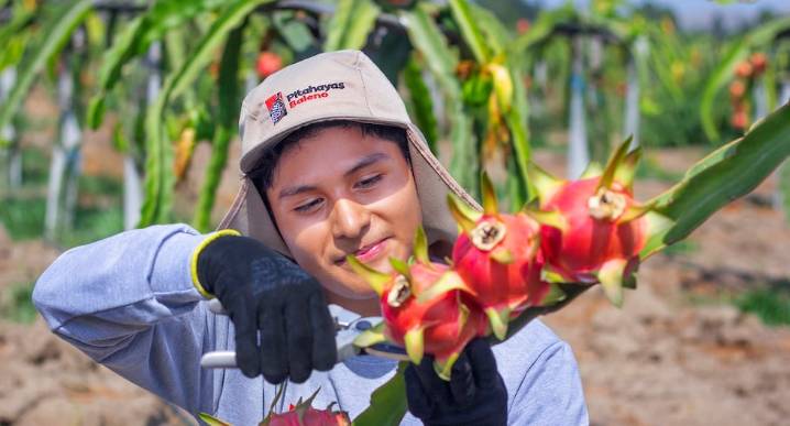 Perú va camino a cosechar pitahaya durante todo el año al ganar productividad con nueva tecnología