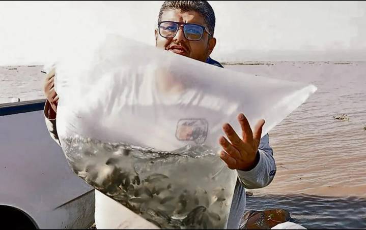 SADER siembra 210 mil crías de tilapia en el Lago de Chapala