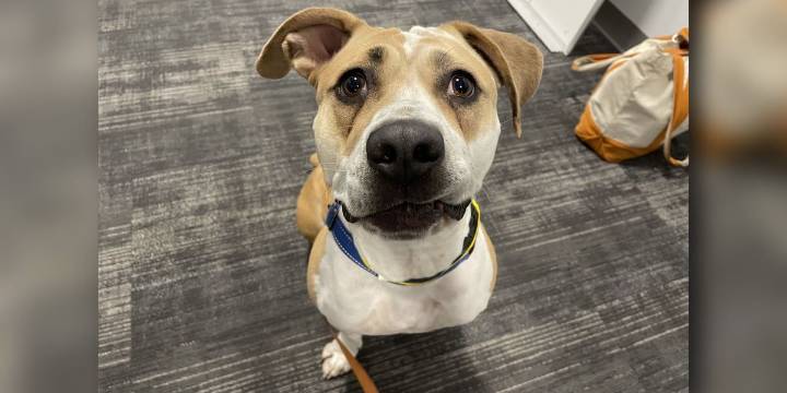Meet Carmel, a sweet, good girl looking for a paw