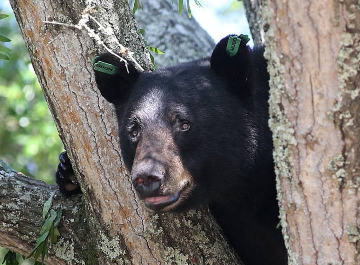 FWC says man shot bear found in his Central Florida home