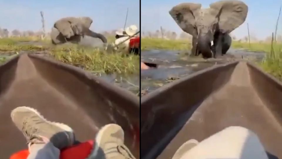 Elefanta ataca a turistas británicos en río infestado de cocodrilos para proteger a sus crías (+Video)