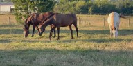 Avoiding hay shortages ahead of the winter season