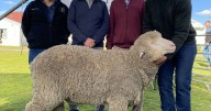 The Yanko's Poll Merino ram jet-setting to South America