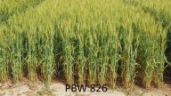 PAU’s PBW 826 Retains Top Spot as India’s Highest