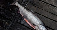 B.C. farmers ordered to stop using water to protect endangered salmon