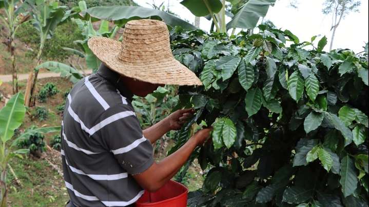 El café impulsa la economía del país