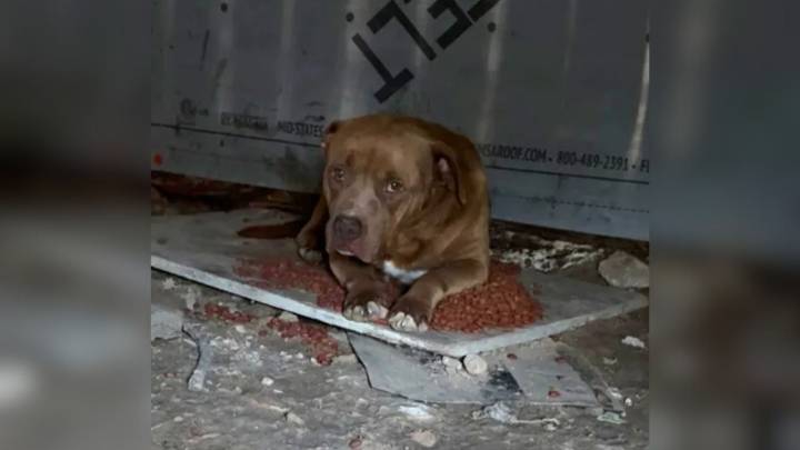 Texas Dog Left Behind In Heat When Family Moves Out, Until A Woman Comes Along