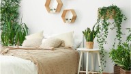 Conocé las plantas que podés tener en tu pieza y sus beneficios