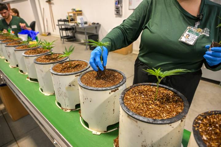 Legalized pot is saving lives in Maryland.