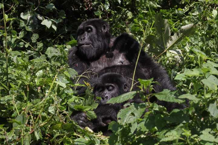 Tourism is helping Uganda’s endangered mountain gorillas make a comeback