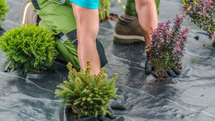 Trying To Control Weeds? Avoid One Landscaping Fabric Alternative At All Costs