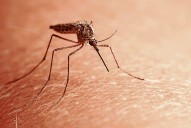 18 Phillipsburg streets targeted in controlling disease