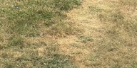 QCA experiences dry and drought conditions