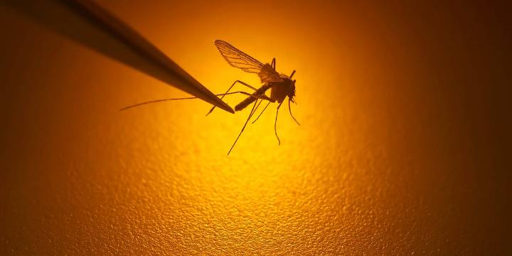 West Nile virus count in Dane County climbs to three