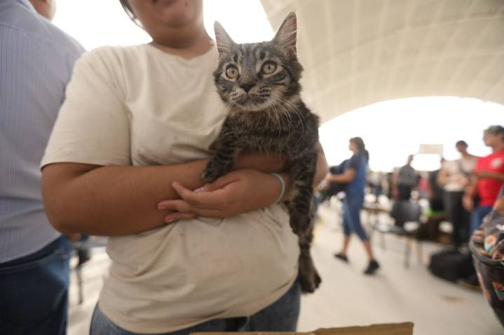 Realizaron 700 esterilizaciones durante este fin de semana