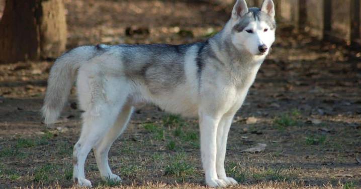 Thinking About a Husky? 7 Things to Know Before You Commit