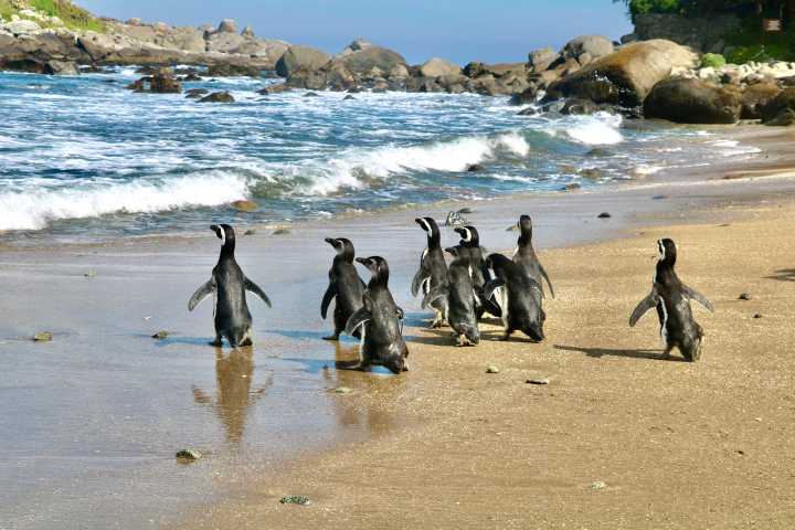 Histórica liberación de pingüinos de Magallanes en la Región de Valparaíso marca hito en conservación marina
