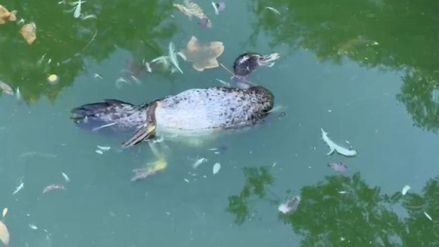 Así amanece el parque de María Luisa por el brote de gripe aviar