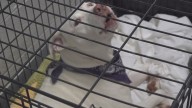 Sevier County Animal Shelter considering euthanasia