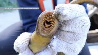 Invasive species are draining Canada’s economy; here’s what you can do to help