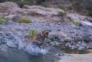 Puma y borrego