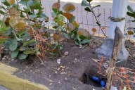 Rechazan actos de vandalismo contra proyecto de embellecimiento paisajístico en Riohacha