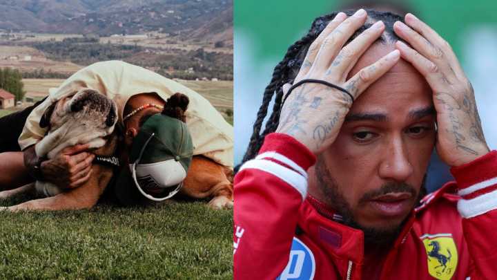 Lewis Hamilton, devastado antes del GP de Singapur: murió su perro Roscoe, el Bulldog más famoso de la Fórmula 1