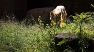 ¿No alcanzaste lugar? Zoológico abre 100 lugares para la carrera por el Lobo Mexicano
