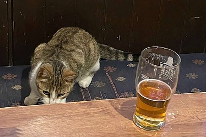 Cat Vanishes from Home and Turns Up at Bar Over 30 Miles Away Twice