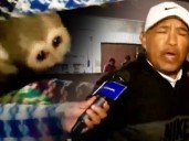 El submundo del tráfico de fauna silvestre: monos traídos de la selva son vendidos por mil soles