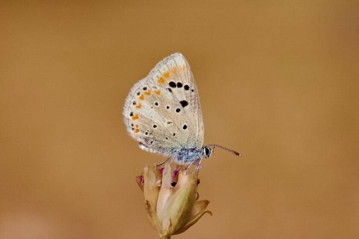 Una escurridiza mariposa se ha convertido en el animal con mayor número de cromosomas del que tenemos noticia: 229 pares