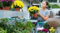 How To Choose The Healthiest Mums At The Store