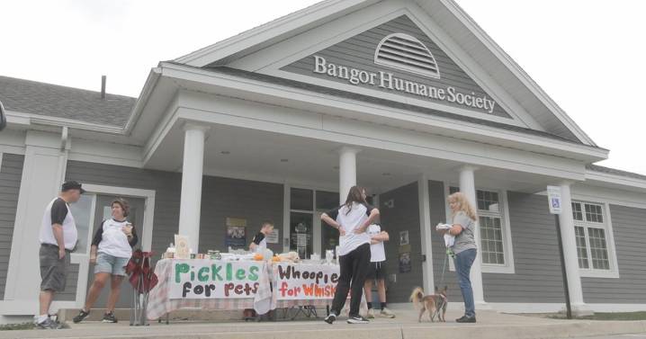 Hermon 12-year-old brings back "Whoopies for Whiskers" campaign, has raised thousands