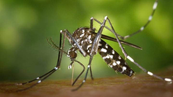 SC person dies from unusual mosquito virus, first case in 20 years
