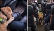 Perro de Carabineros delata a dos sujetos que llevaban 7 kilos de cocaína en bus de Lampa