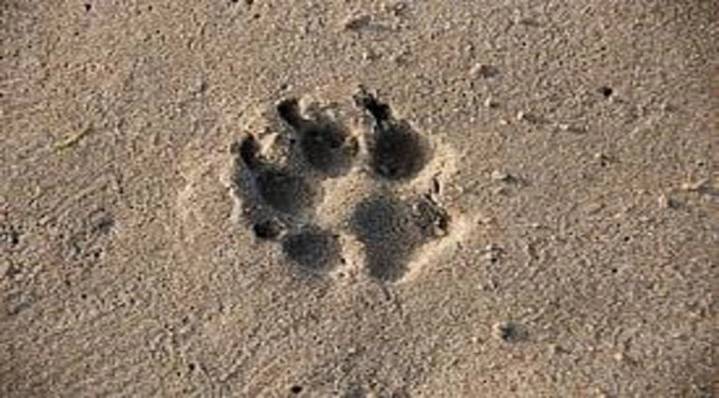 ¡Pilla´ito mijo! Apuñaló a un perrito y escondió el cuchillo en un pantanero