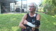 Florida woman punches gator after it dragged her puppy into creek