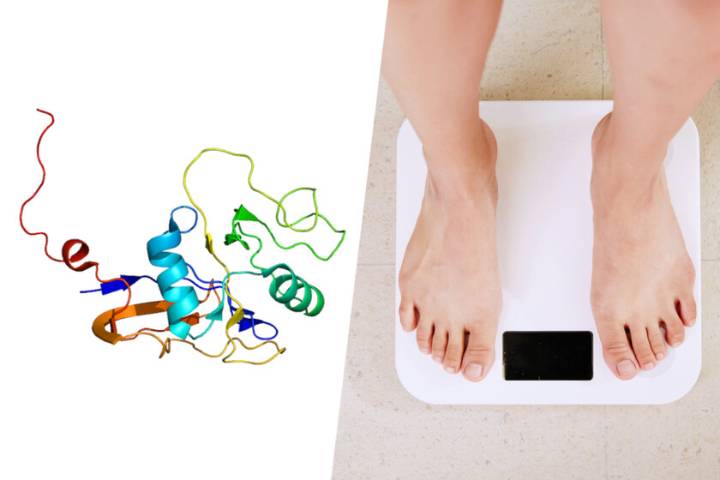 Los científicos han hallado en una proteína la llave de la obesidad: ratones que no engordan aunque consuman una dieta grasa
