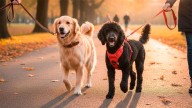 ¿Collar o arnés?: la opción más segura y cómoda para pasear a tu perro, según un veterinario