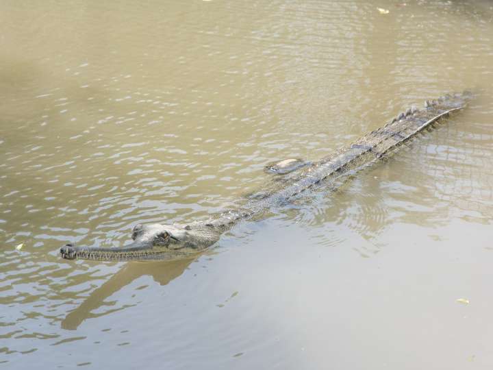 Crocodile attacks in India kill mother of three, teenaged girl