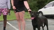 Shelby County Humane hosts Clear the Shelters with 40 animals adopted to help with overcrowding